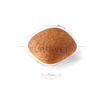 ROYAL CANIN GOLDEN RETRIEVER ADULT - Golden Retriver felnőtt kutya száraz táp 12 kg