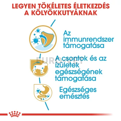 DACHSHUND PUPPY 1,5KG