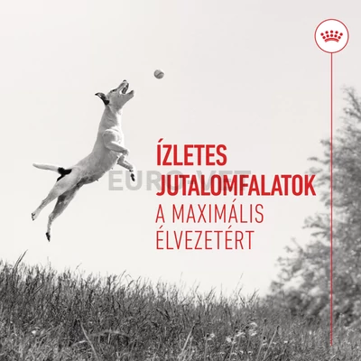 TRAINING TREATS 110 g